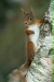 Red Squirrel